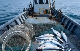 Объемы вылова кильки в Дагестане выросли на 10%