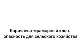 Коричнево-мраморный клоп: опасность для сельского хозяйства